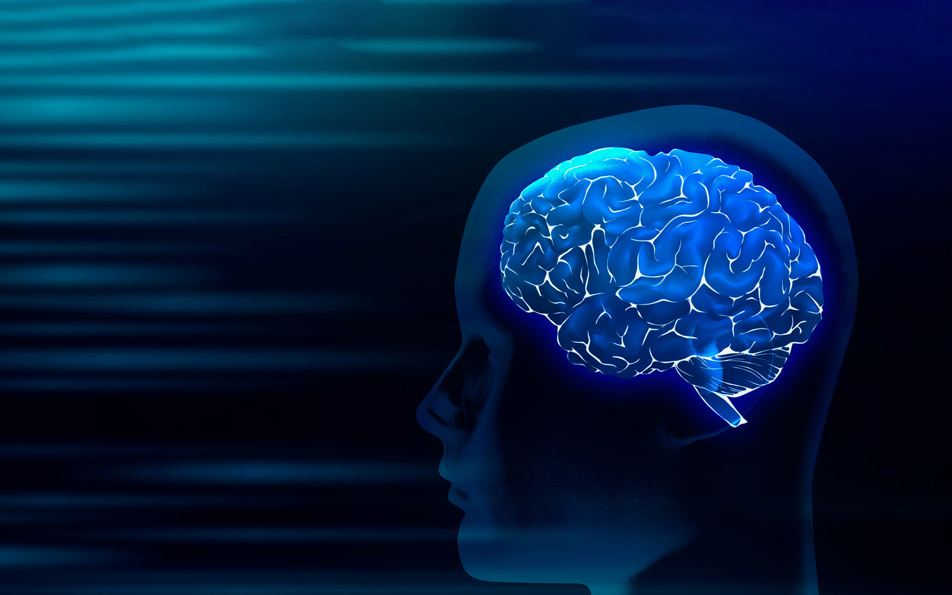 Brain & Memory